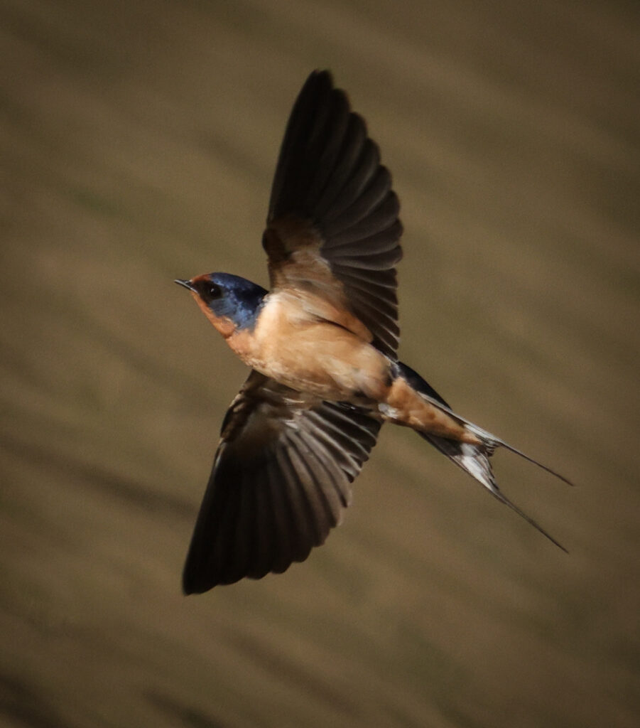 After missed shot - Swallow in Flight - Sean Duan