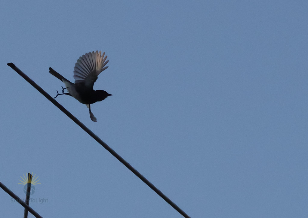 Small bird captured mid-flight with wings spread and legs dangling, leaping off a TV antenna against an evening sky with warm rim lighting — minimalist urban wildlife photo taken with Canon R5 Mark II and EF 85mm f/1.8 lens in Fremont, California. Sean Duan