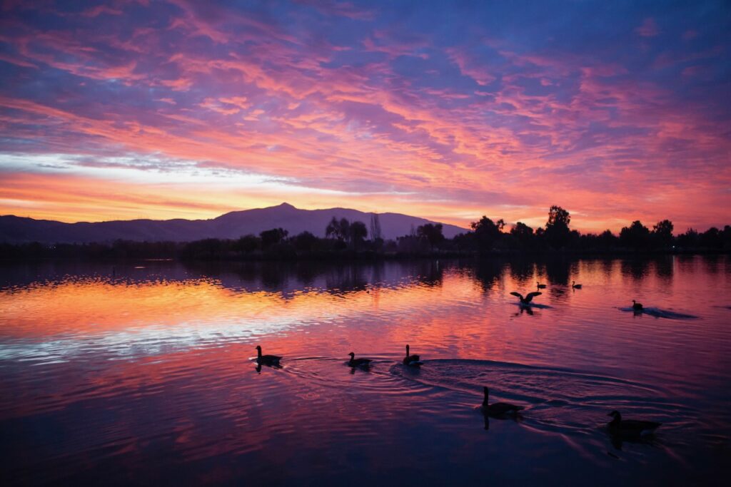 Group of geese swimming on lake with colorful sky – - Sean Duan