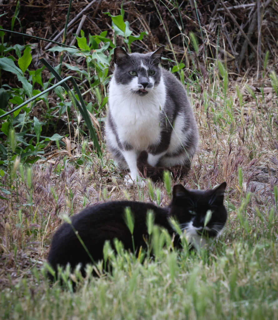 Gray and white tuxedo feral cat with mustache marking and black cat in grass, Central Park Fremont - Sean Duan

