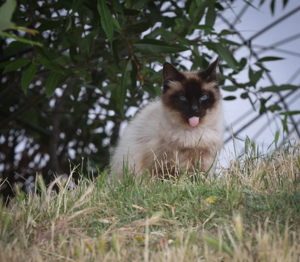 Siamese feral cat with blue eyes and tongue out, sitting in grass under a tree, Central Park Fremont

 -Sean Duan