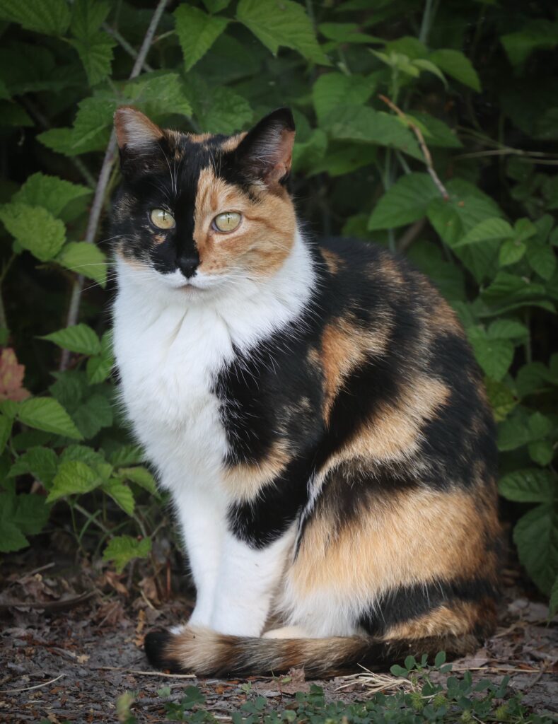 Calico Feral Cat Sitting in Grass, Fremont, California - Sean Duan