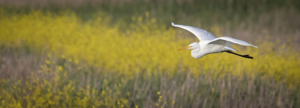 Gliding Over Gold -Sean Duan
