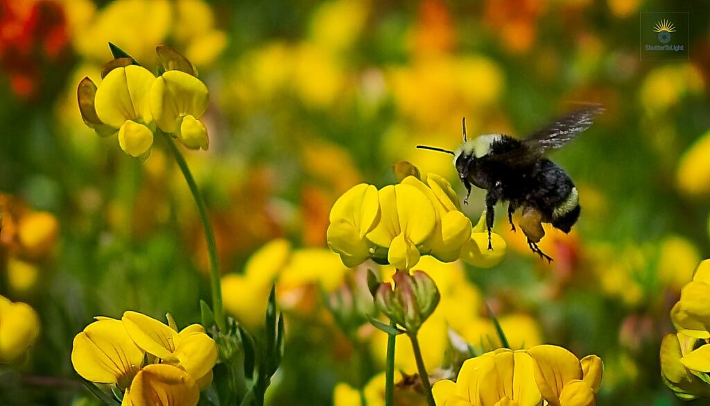 Bumblebee Midair with Pollen – A Golden Moment of Nature’s Labor