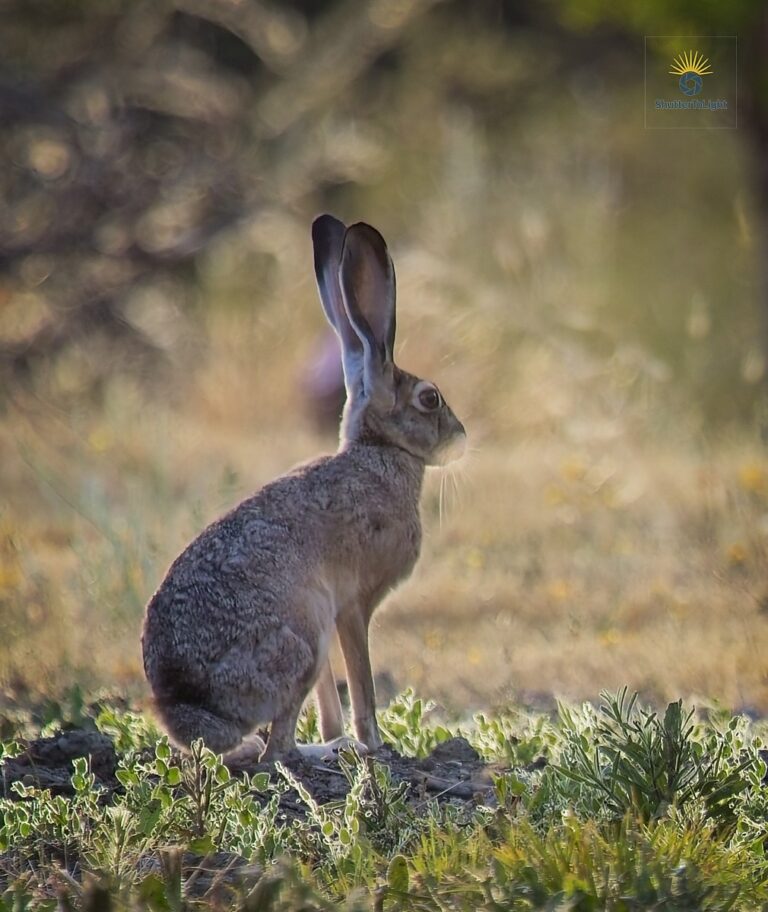 Wild hare with large upright ears, standing alert in a grassy field — looks as if listening intently, like Lucy from Duolingo always watching.