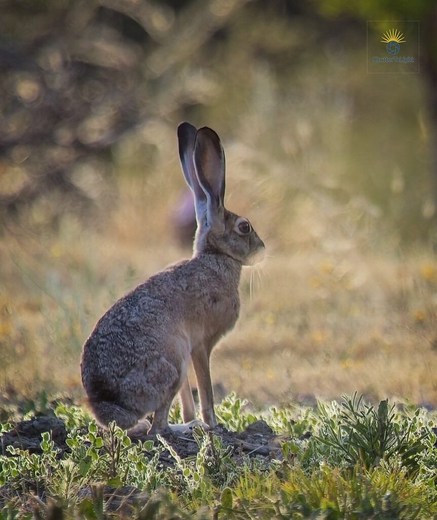 Wild hare with large upright ears, standing alert in a grassy field — looks as if listening intently, like Lucy from Duolingo always watching.