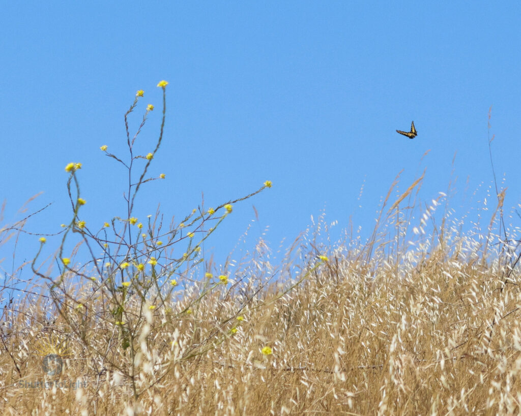 Western Tiger Swallowtail butterfly in flight above yellow wildflowers in Coyote Hills Regional Park under a clear blue sky