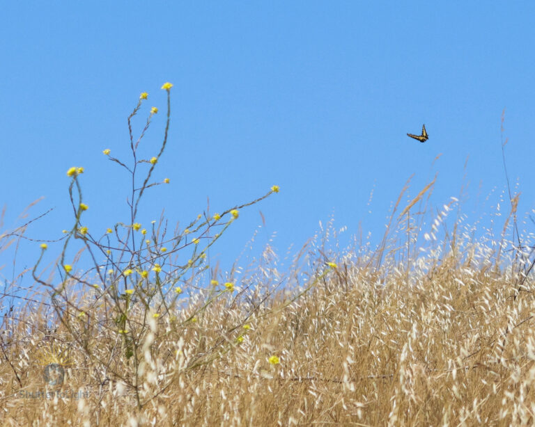 Western Tiger Swallowtail butterfly in flight above yellow wildflowers in Coyote Hills Regional Park under a clear blue sky