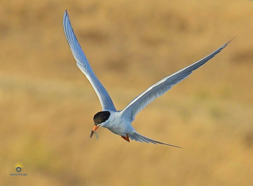 Graceful Catch: Forster’s Tern in Flight at Coyote Hills