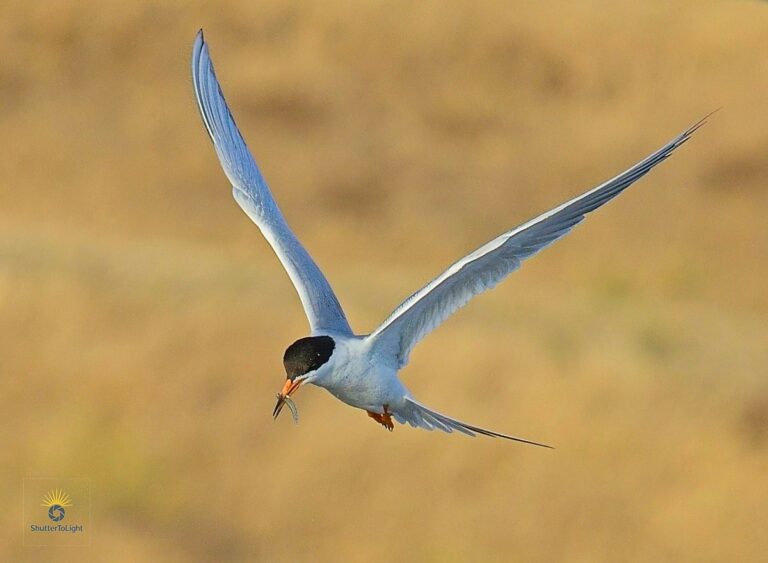 Graceful Catch: Forster’s Tern in Flight at Coyote Hills