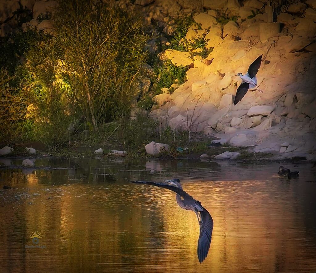 Black-necked stilt chasing heron in Fremont