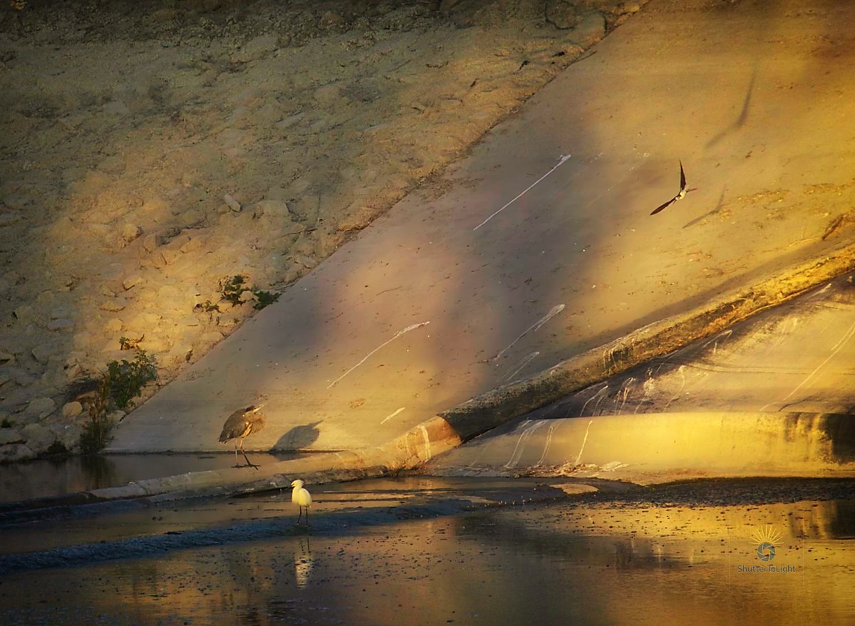 Stilt attacks heron at sunset
