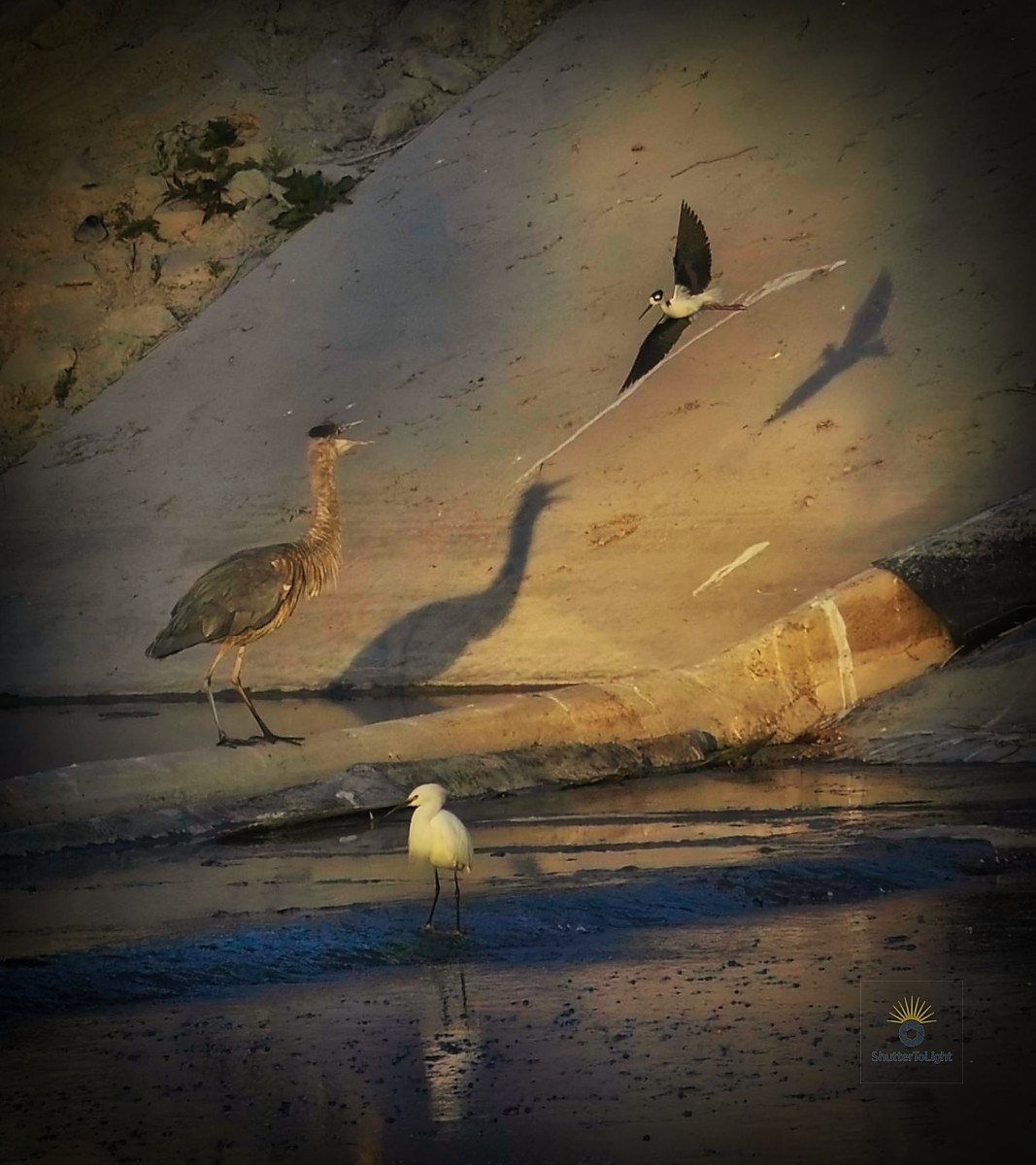 Black-necked stilt chasing heron in Fremont