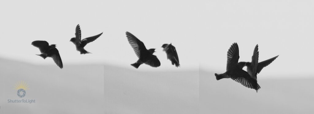 Triptych of swallow feeding behavior captured midair—three frames showing approach, alignment, and food transfer between parent and fledgling.