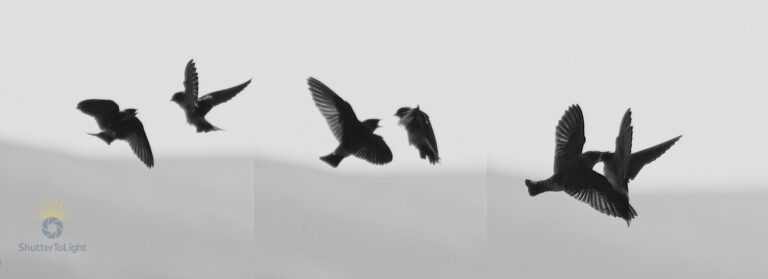Triptych of swallow feeding behavior captured midair—three frames showing approach, alignment, and food transfer between parent and fledgling.
