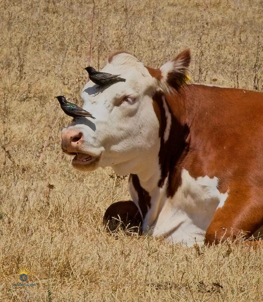 A peaceful moment in nature: several birds rest calmly on a cow’s face, symbolizing unlikely coexistence. This quiet scene inspired a reflection on how peace, though not always instinctual, is possible and mutually beneficial when chosen.