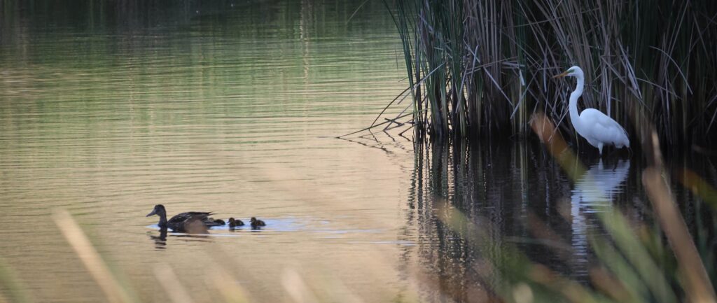 A mother duck and ducklings and an observing egret sparks a deeper reflection on motherhood, instinct, and survival. Join this quiet moment at the pond’s edge.