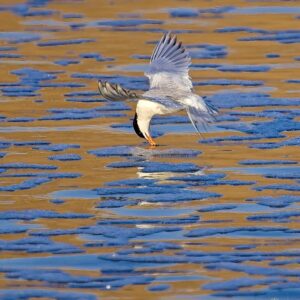 In a fleeting instant, a tern’s beak gently touches the golden surface of the water, creating a rare and poetic moment in nature.