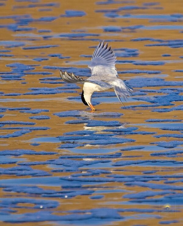 In a fleeting instant, a tern’s beak gently touches the golden surface of the water, creating a rare and poetic moment in nature.