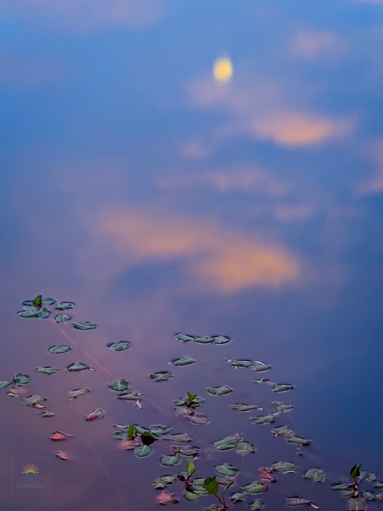 Reflection of the moon and pastel clouds in a calm pond, with clusters of water lily leaves floating in the lower third.