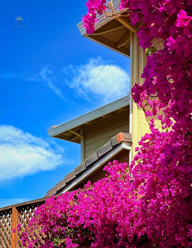 Where Roof Meets Sky: Discover the serene beauty where roof meets sky, featuring vibrant bougainvillea and soft clouds in a harmonious neighborhood scene. Vibrant magenta bougainvillea framed against a house roof with soft clouds nestled in the sky, showing harmony between architecture and nature.