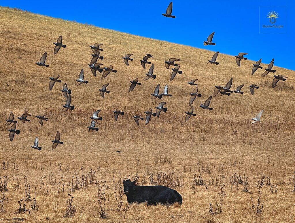 Flock of birds flying above a cow at Dry Creek Park
