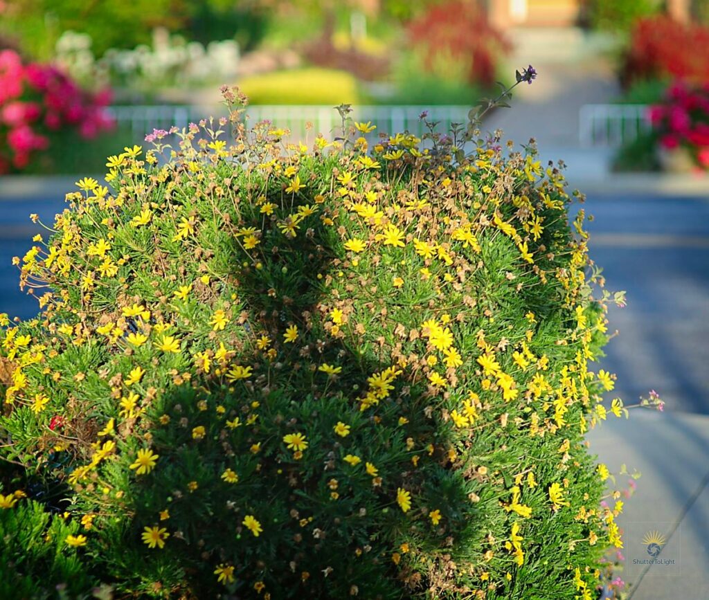 Self-portrait shadow resting on a round yellow flower bush under soft sunlight, evoking quiet wonder and contemplation.