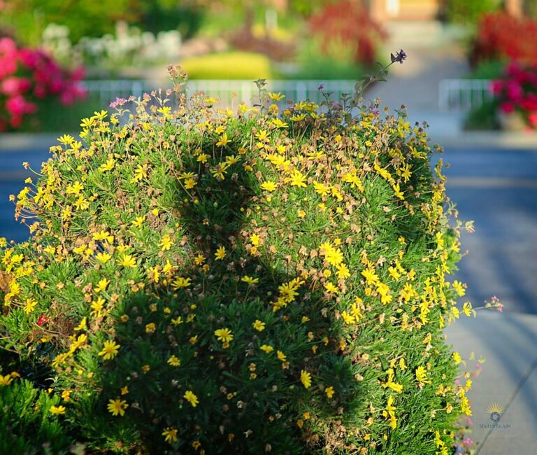 Self-portrait shadow resting on a round yellow flower bush under soft sunlight, evoking quiet wonder and contemplation.