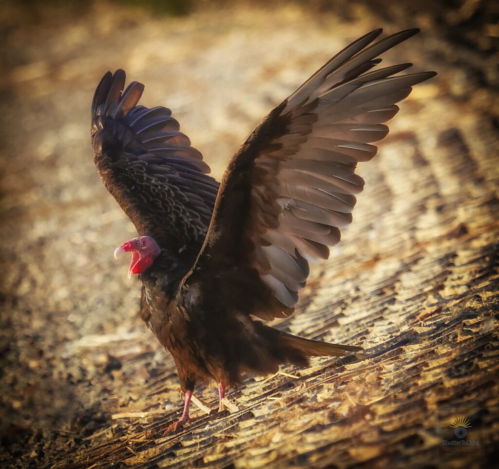 Wild turkey vulture spreading its wings wide in a victory pose at the lakeshore of Ed Levin County Park, symbolizing strength and grace.