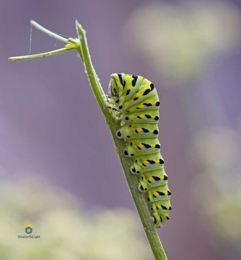 A vibrant green-and-black Black Swallowtail caterpillar rests on a tall wild celery stalk in a backyard garden, bathed in soft morning light with blurred background.
