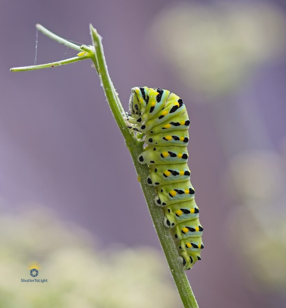 A vibrant green-and-black Black Swallowtail caterpillar rests on a tall wild celery stalk in a backyard garden, bathed in soft morning light with blurred background.