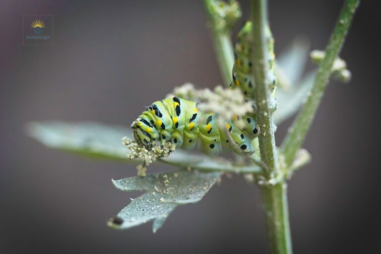 A caterpillar munching on a celery flower