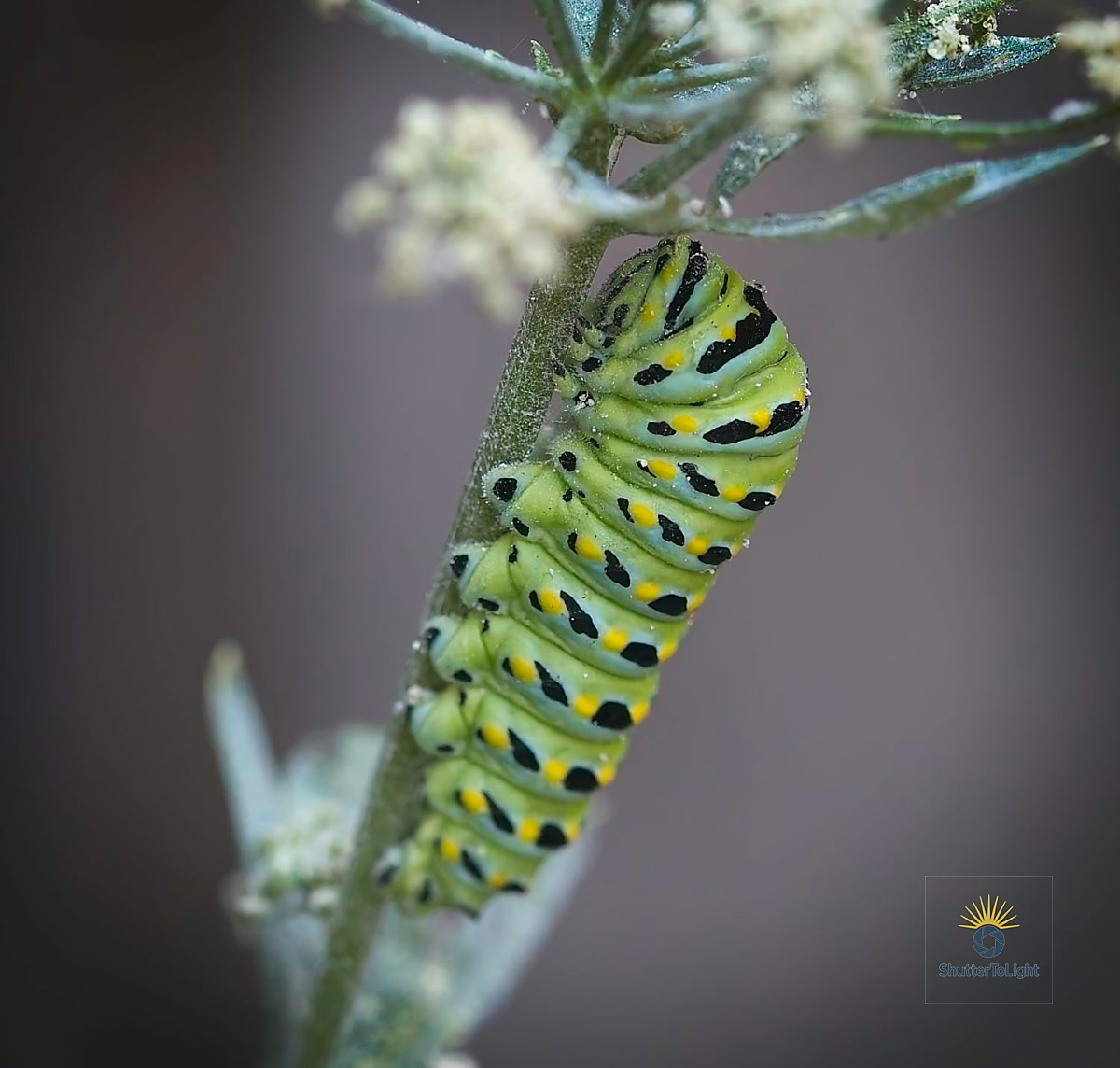 Caterpillar relaxed feeding posture