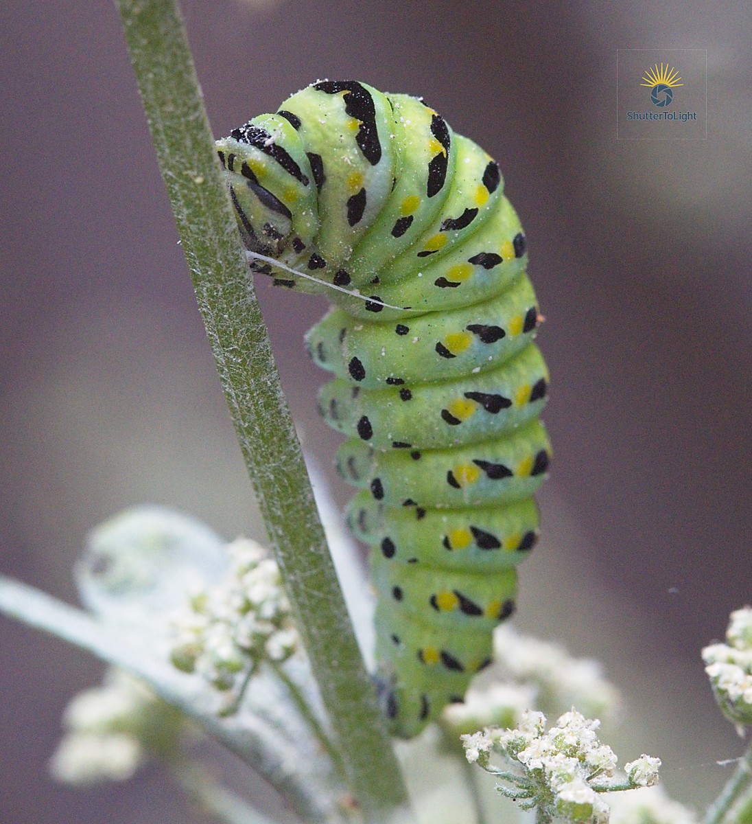 Caterpillar compact posture on celery