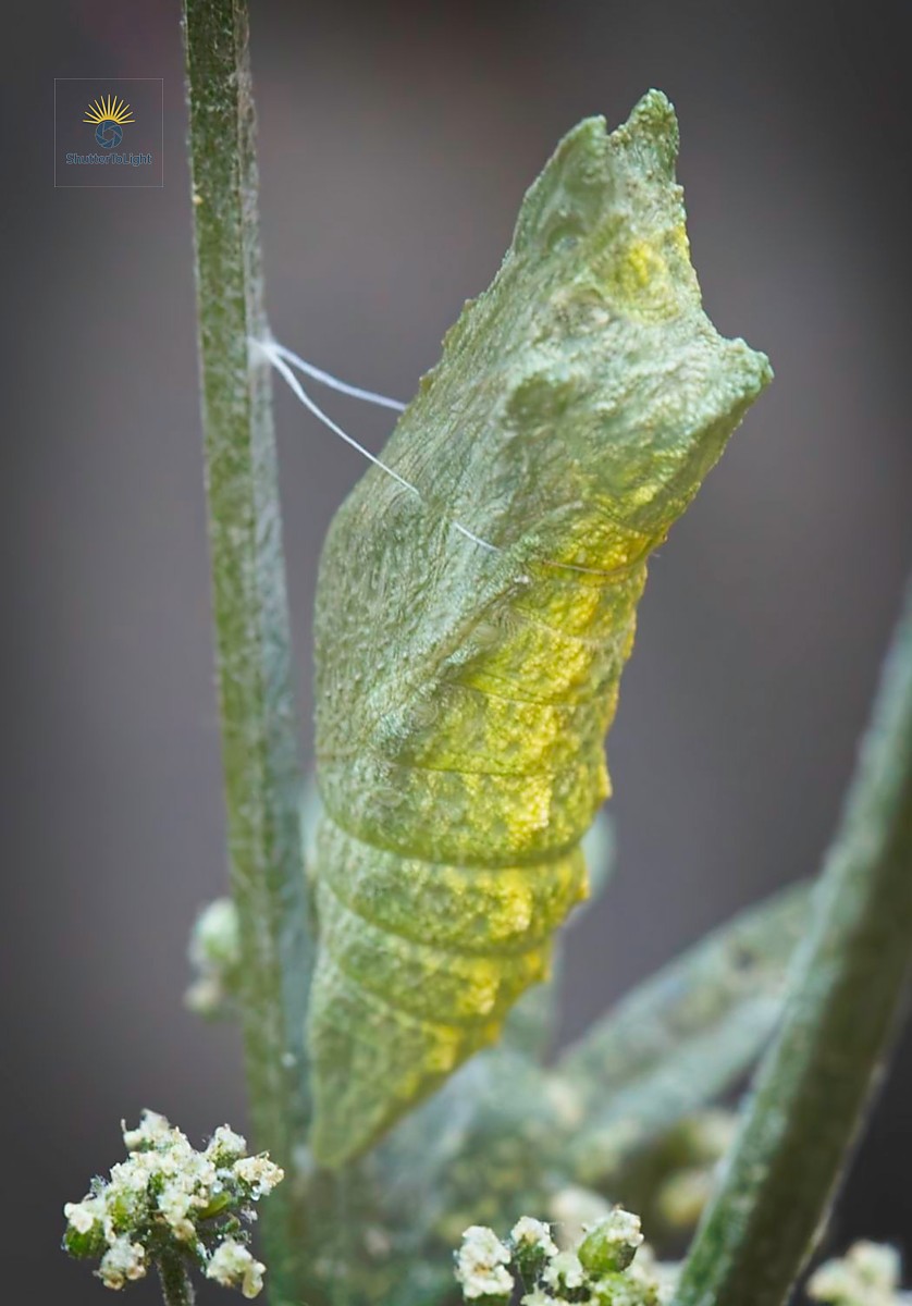 Caterpillar after molting