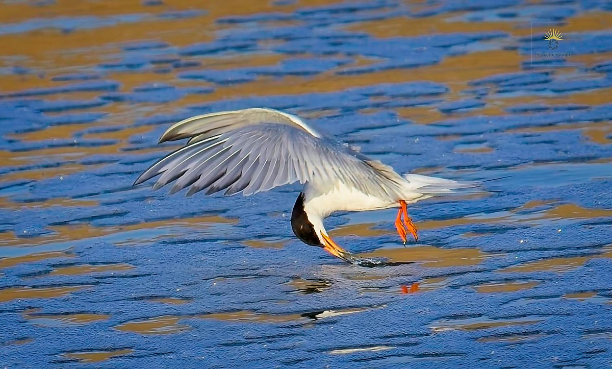 A graceful tern with orange legs and a black cap hovers above rippled golden-blue water, wings fully outstretched, just touching the water’s surface with its beak during a hunting dive.