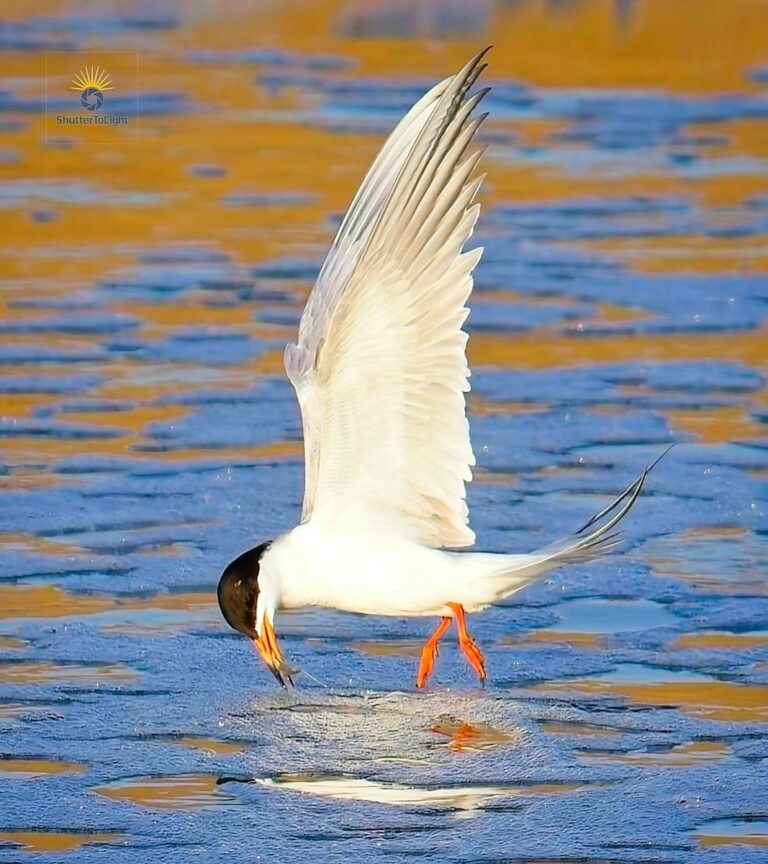 A tern with striking white plumage, black cap, and bright orange feet lifts off from shimmering water, wings arched high and head angled downward as it grasps prey in its beak, capturing a moment of motion and balance.