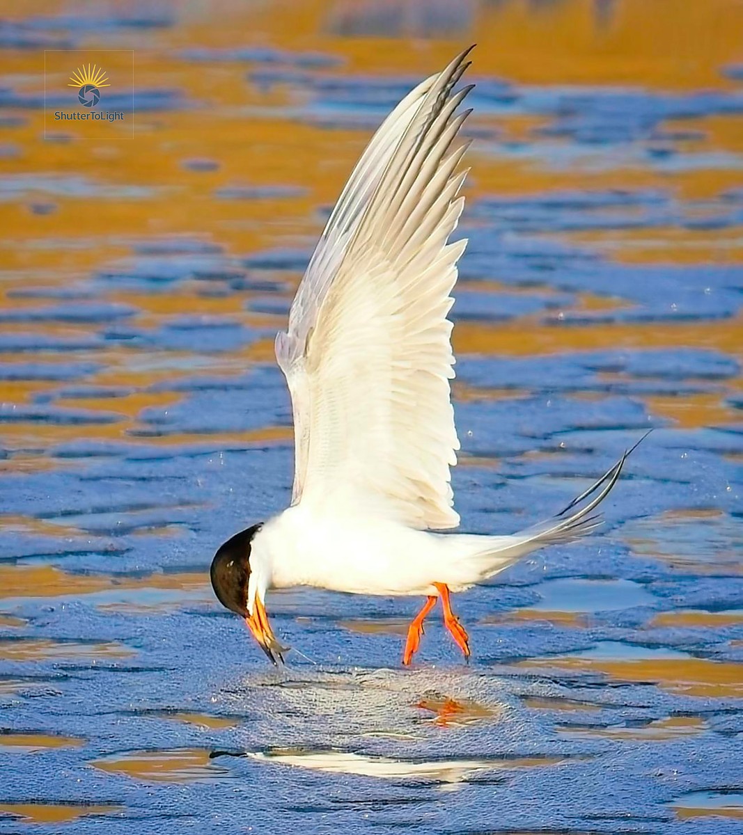 A graceful tern with orange legs and a black cap hovers above rippled golden-blue water, wings fully outstretched, just touching the water’s surface with its beak during a hunting dive.