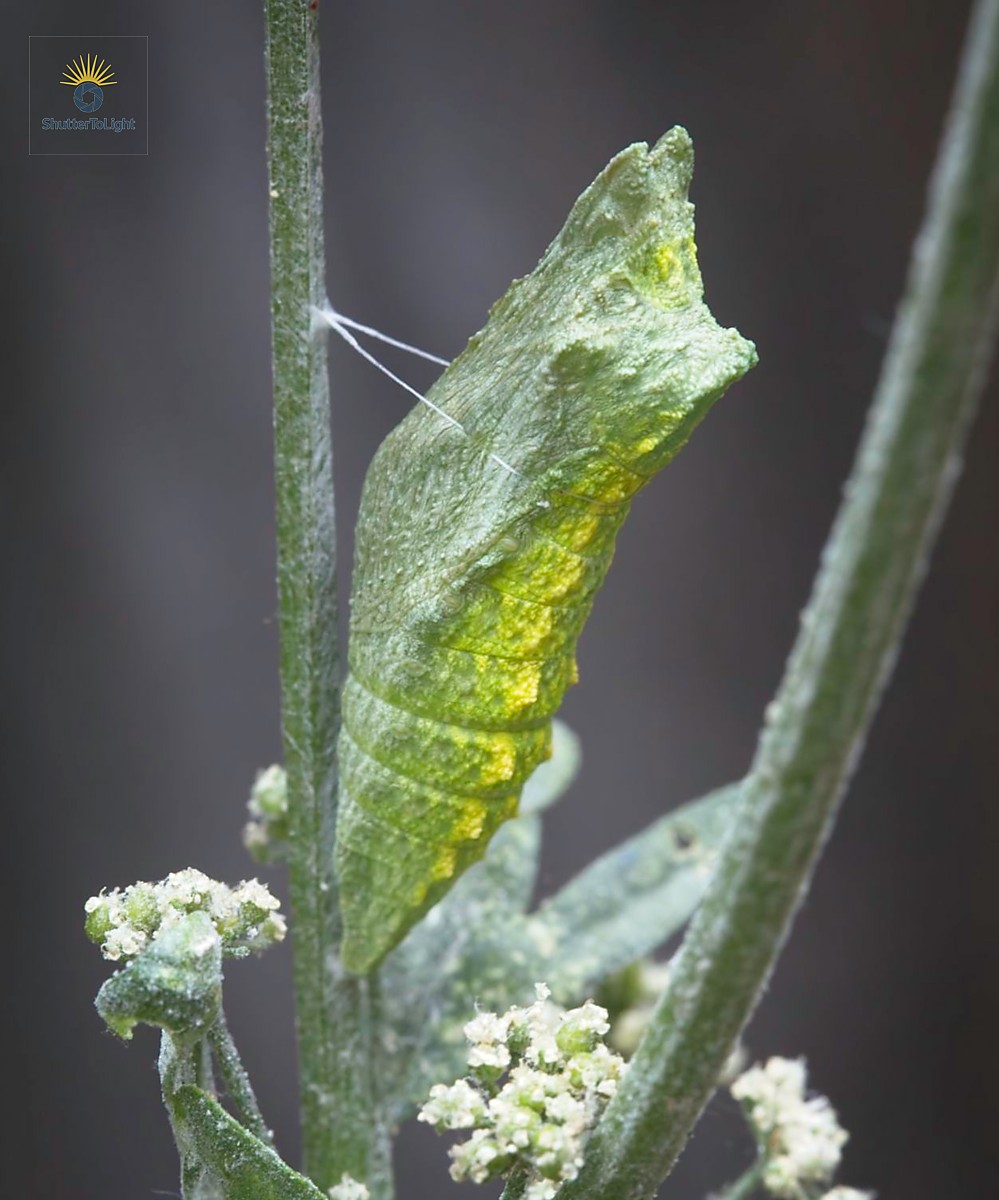 Fresh green chrysalis beneath celery stalk