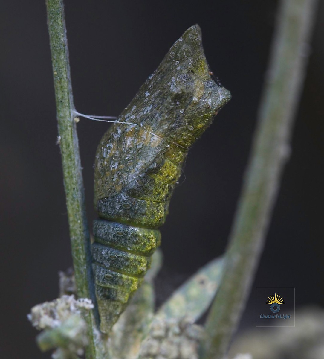 Darkened chrysalis close to emergence
