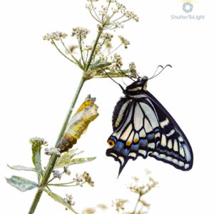 English: Just moments after emergence, a swallowtail butterfly hangs beside the shell it once called home—wings full, folded, and still catching strength. The chrysalis remains like a memory, split but sacred. 中文： 破茧而出仅片刻，一只凤蝶停在它曾居住过的壳旁——双翅饱满而收拢，仍在积蓄力量。蛹壳像一段记忆，被撕开却依然神圣。 Español: Instantes después de emerger, una mariposa cola de golondrina cuelga junto a la cáscara que una vez fue su hogar—alas llenas, dobladas y aún ganando fuerza. La crisálida permanece como un recuerdo, partida pero sagrada.