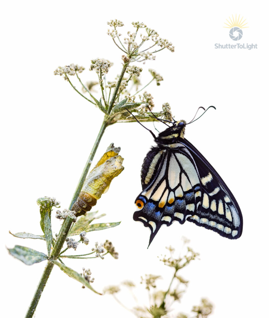 English: Just moments after emergence, a swallowtail butterfly hangs beside the shell it once called home—wings full, folded, and still catching strength. The chrysalis remains like a memory, split but sacred. 中文： 破茧而出仅片刻，一只凤蝶停在它曾居住过的壳旁——双翅饱满而收拢，仍在积蓄力量。蛹壳像一段记忆，被撕开却依然神圣。 Español: Instantes después de emerger, una mariposa cola de golondrina cuelga junto a la cáscara que una vez fue su hogar—alas llenas, dobladas y aún ganando fuerza. La crisálida permanece como un recuerdo, partida pero sagrada.