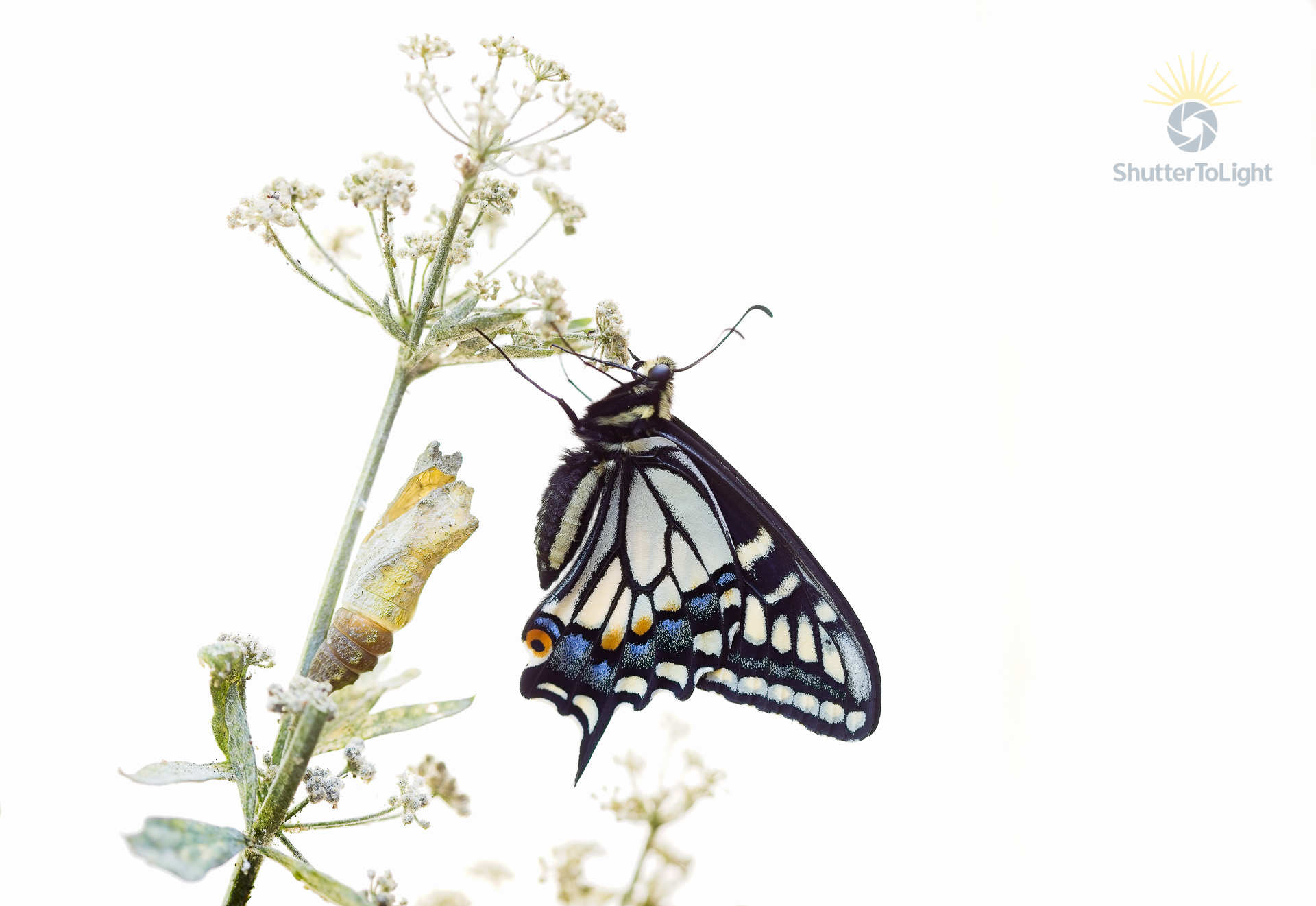 Newly emerged butterfly beside chrysalis