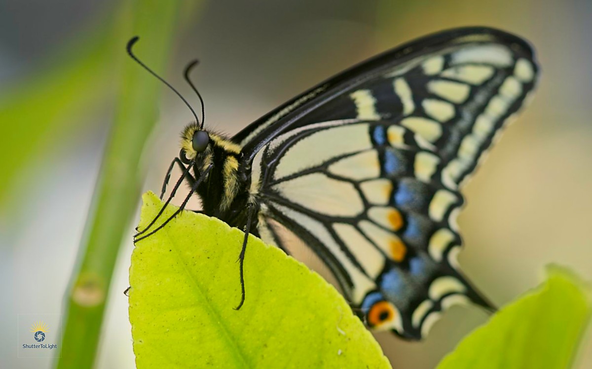 Butterfly on lemon tree leaf after first flight