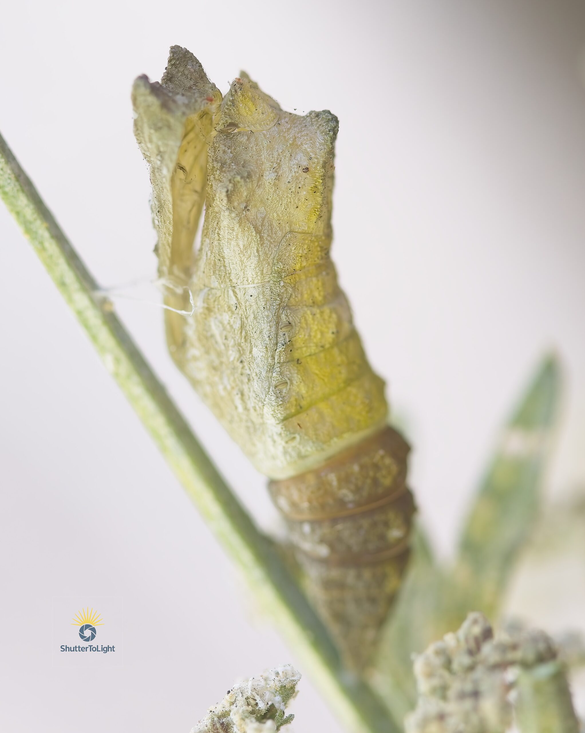 Broken chrysalis still attached to celery stem