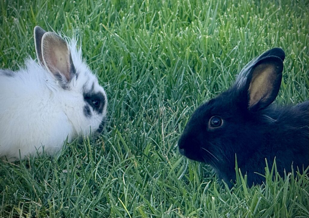 Two rabbits resting on a grassy lawn—one black rabbit with a white tuft of fur on its head and subtle white whisker hairs, and one white rabbit with black markings and a low-set eye. They sit close together in soft afternoon shadow, appearing calm and curious in a quiet neighborhood setting.