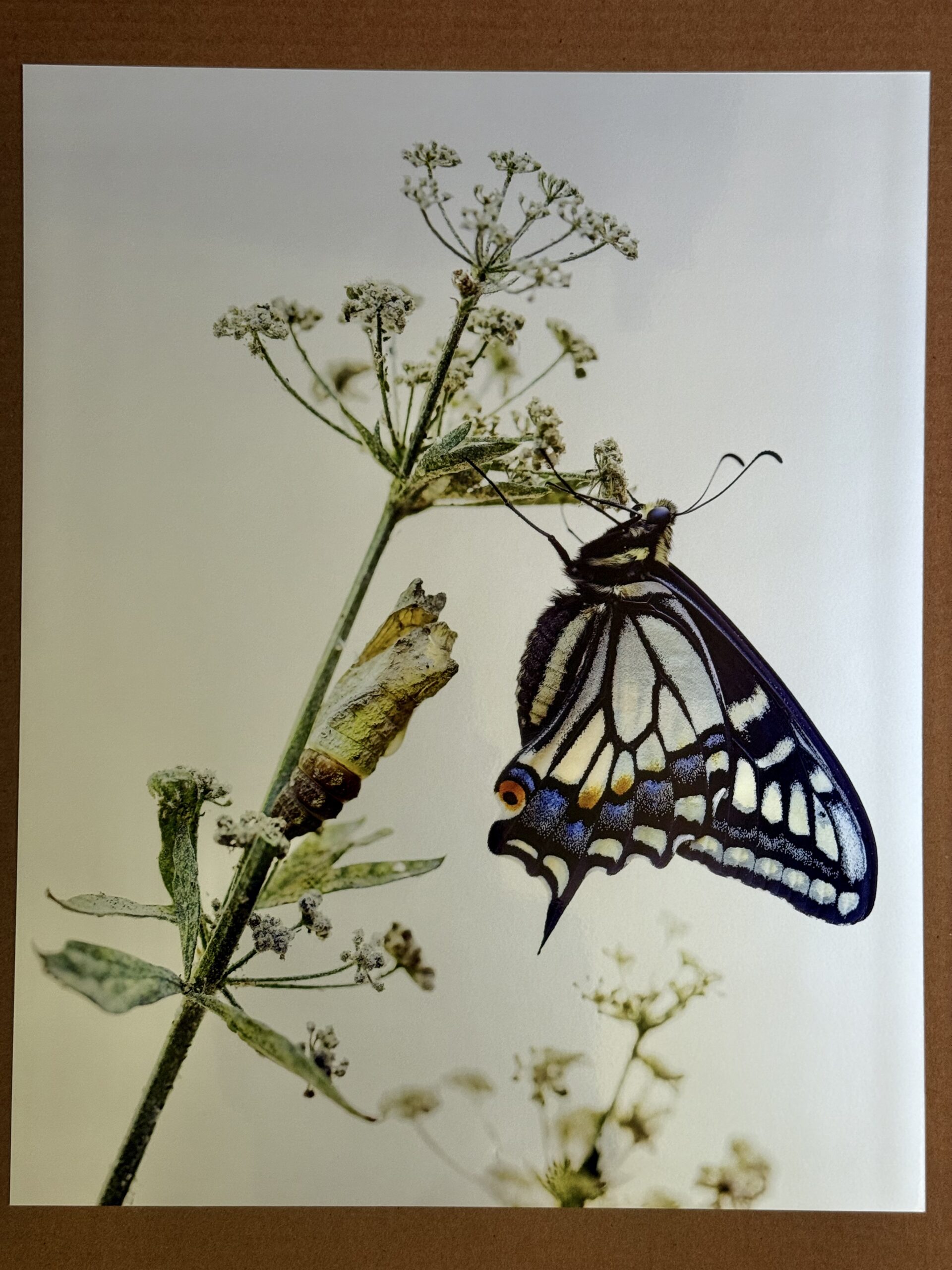 Close-up photo of a 16x20 pearl finish butterfly print showing vibrant colors and detailed textures.