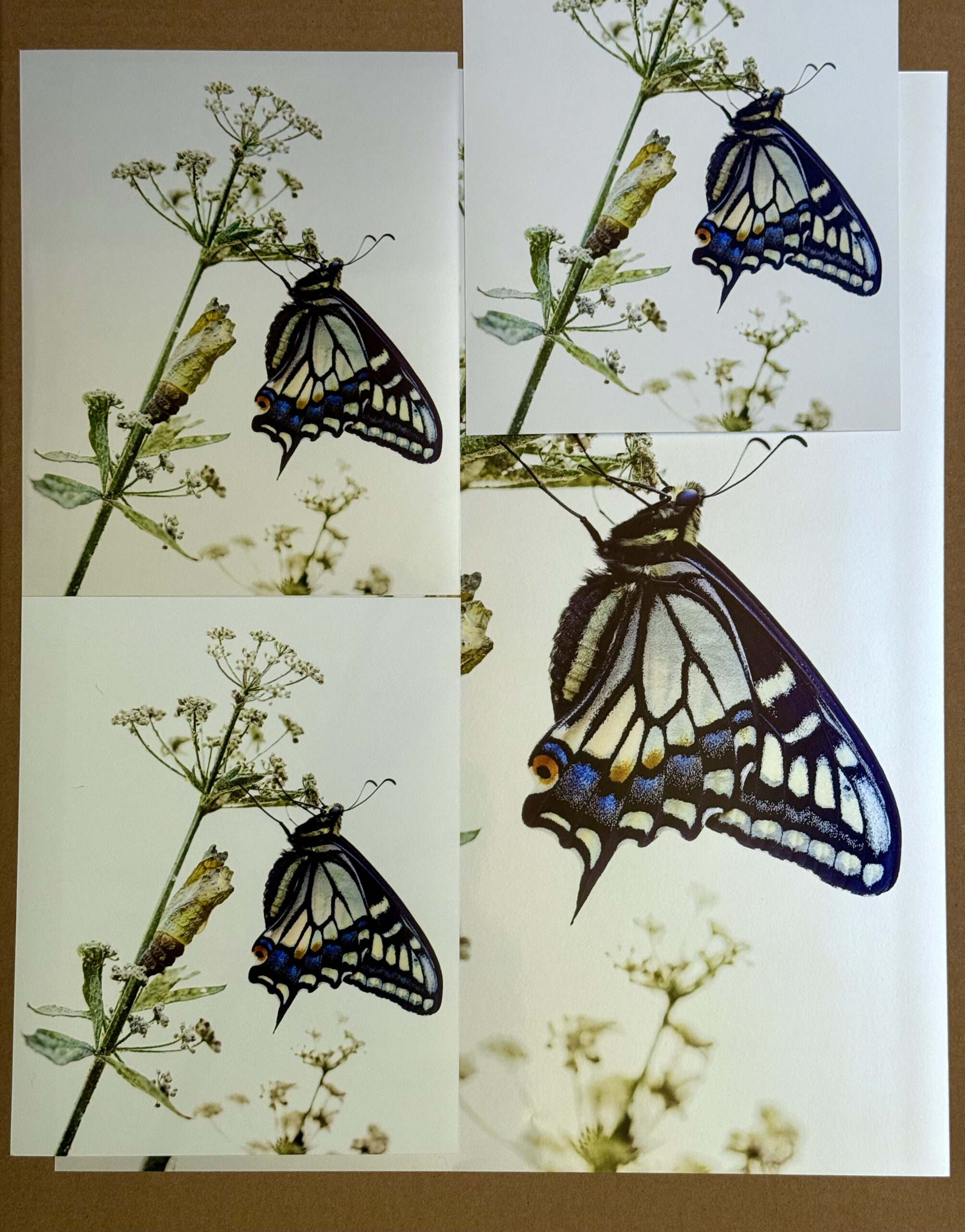 Group photo of multiple test prints from WHCC showing different finishes: pearl, matte, and luster.