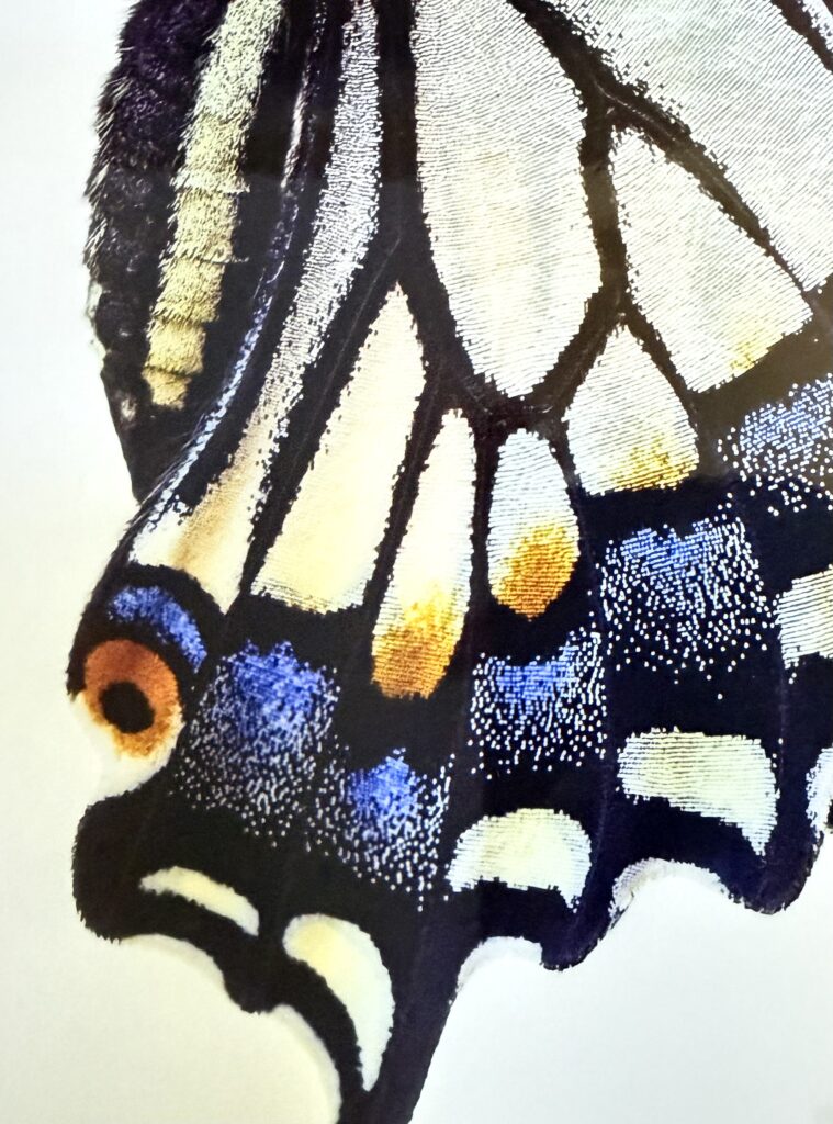 Macro shot of a butterfly wing on pearl photo paper showing shimmering blues and golds.