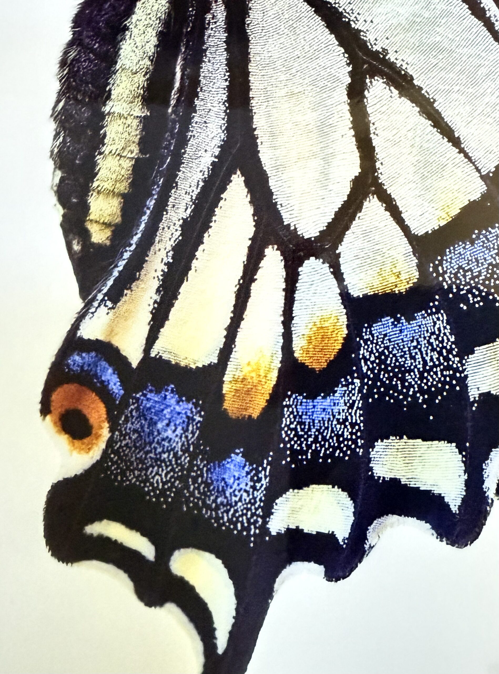 Macro shot of a butterfly wing on pearl photo paper showing shimmering blues and golds.